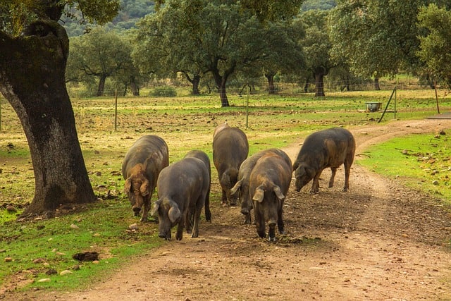 Svin fra den iberiske halvø - En smagfuld oplevelse